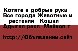 Котята в добрые руки - Все города Животные и растения » Кошки   . Адыгея респ.,Майкоп г.